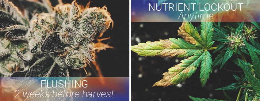 The best time to flush your cannabis The best time to flush your cannabis