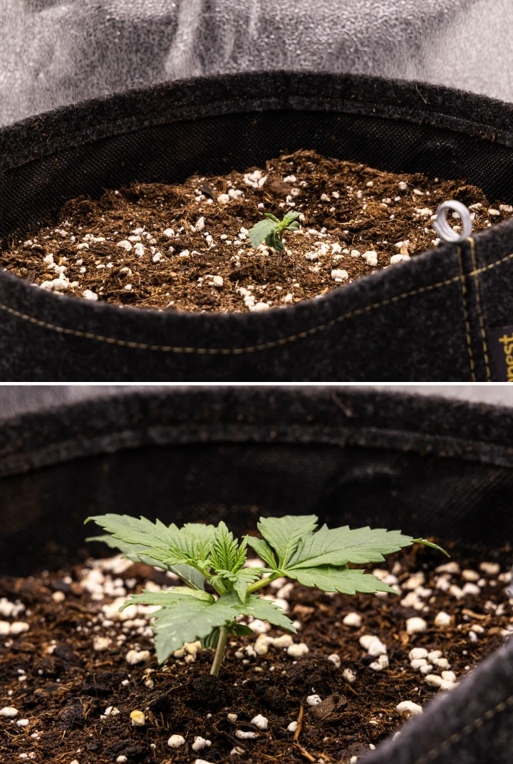 Granddaddy Purple Auto εβδομάδα 1: στάδιο σπορόφυτου Σπορόφυτο κάνναβης Granddaddy Purple Auto κατά την εβδομάδα 1, με πρώιμη ανάπτυξη σε υφασμάτινη γλάστρα 11 L μετά από άμεση σπορά, ανοιχτές κοτυληδόνες και τα πρώτα πραγματικά φύλλα σε ανάπτυξη.