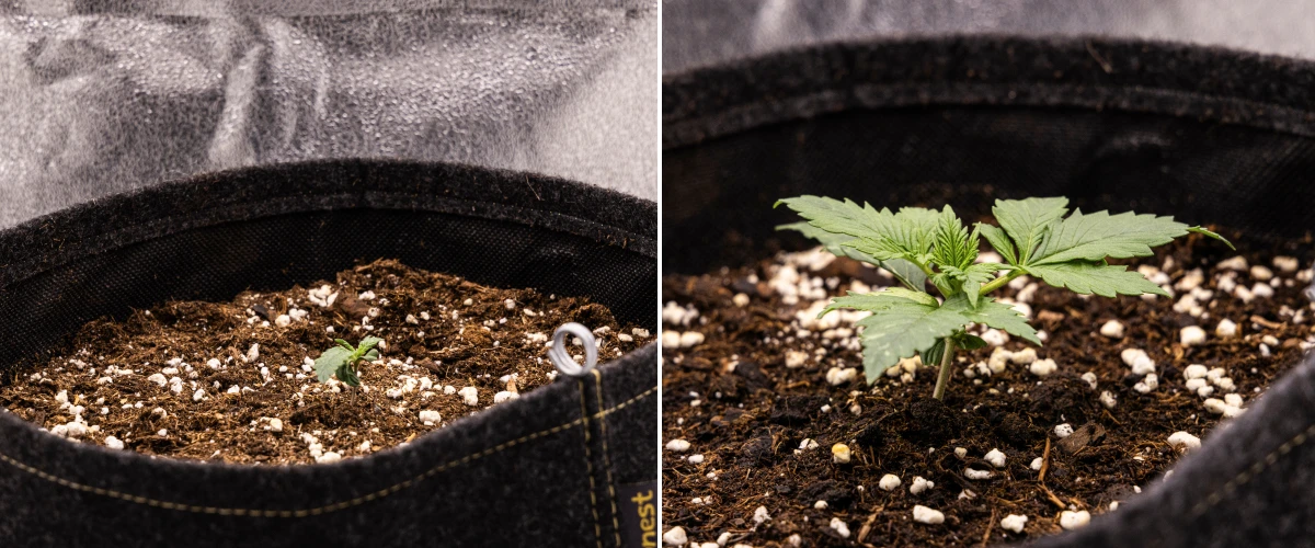 Granddaddy Purple Auto εβδομάδα 1: στάδιο σπορόφυτου Σπορόφυτο κάνναβης Granddaddy Purple Auto κατά την εβδομάδα 1, με πρώιμη ανάπτυξη σε υφασμάτινη γλάστρα 11 L μετά από άμεση σπορά, ανοιχτές κοτυληδόνες και τα πρώτα πραγματικά φύλλα σε ανάπτυξη.