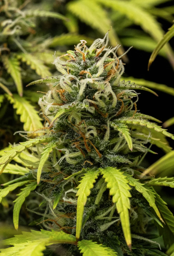 Granddaddy Purple Auto εβδομάδα 10: φρουτώδη άνθη κοντά στη συγκομιδή Φυτό κάνναβης Granddaddy Purple Auto κατά την εβδομάδα 10, με ώριμα άνθη καλυμμένα με τριχώματα, φρουτώδεις ανθισμένες colas, πορτοκαλί ύπερους και κιτρινισμένα φθινοπωρινά φύλλα καθώς πλησιάζει η συγκομιδή.