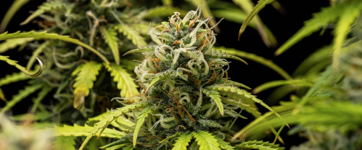 Granddaddy Purple Auto εβδομάδα 10: φρουτώδη άνθη κοντά στη συγκομιδή Φυτό κάνναβης Granddaddy Purple Auto κατά την εβδομάδα 10, με ώριμα άνθη καλυμμένα με τριχώματα, φρουτώδεις ανθισμένες colas, πορτοκαλί ύπερους και κιτρινισμένα φθινοπωρινά φύλλα καθώς πλησιάζει η συγκομιδή.