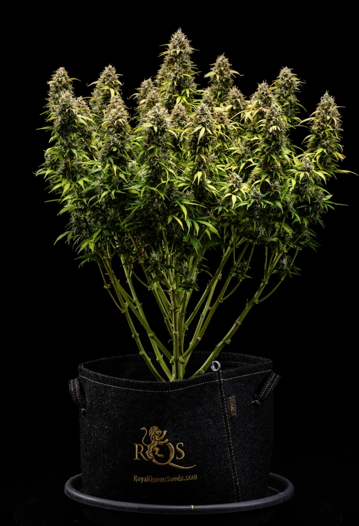 Granddaddy Purple Auto εβδομάδα 11: έτοιμη για συγκομιδή Φυτό κάνναβης Granddaddy Purple Auto κατά την εβδομάδα 11, με σκληρά σαν πέτρα άνθη καλυμμένα με τριχώματα, φρουτώδεις ώριμες colas, βαθιά φθινοπωρινά κίτρινα φύλλα και άνθη έτοιμα για συγκομιδή.