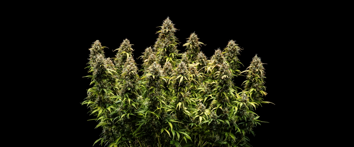 Granddaddy Purple Auto εβδομάδα 11: έτοιμη για συγκομιδή Φυτό κάνναβης Granddaddy Purple Auto κατά την εβδομάδα 11, με σκληρά σαν πέτρα άνθη καλυμμένα με τριχώματα, φρουτώδεις ώριμες colas, βαθιά φθινοπωρινά κίτρινα φύλλα και άνθη έτοιμα για συγκομιδή.
