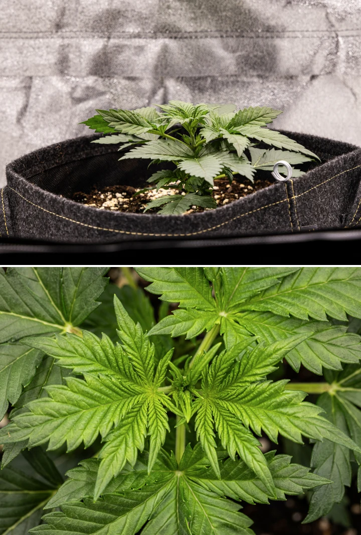 Φυτό κάνναβης Granddaddy Purple Auto κατά την εβδομάδα 2, με πιο δυνατή πρώιμη βλαστική ανάπτυξη, νέα διακλάδωση, υγιή πράσινα φύλλα και ανάκαμψη από το ανομοιόμορφο ξεκίνημα ως σπορόφυτο.