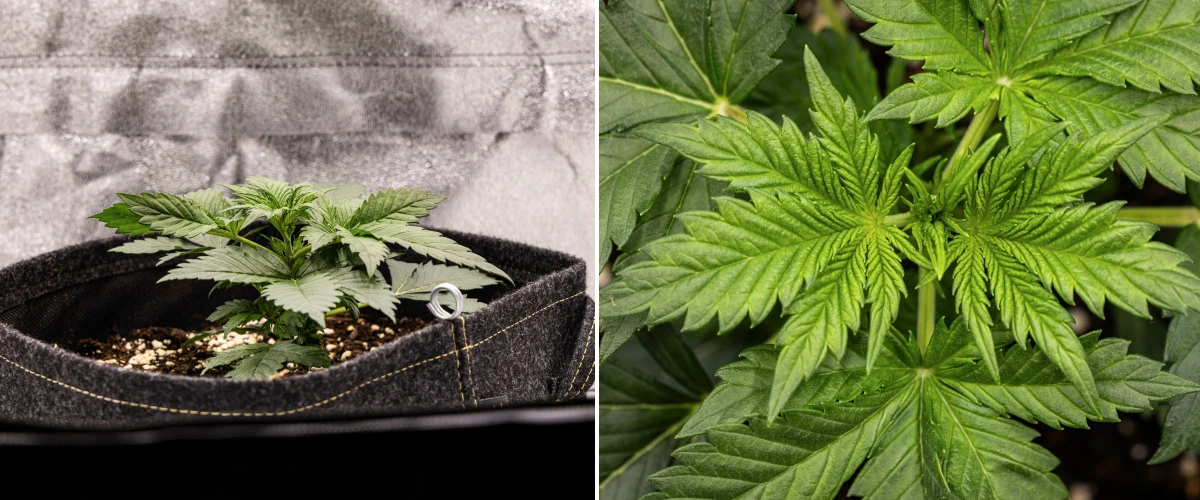 Granddaddy Purple Auto εβδομάδα 2: πρώιμη βλαστική ανάπτυξη Φυτό κάνναβης Granddaddy Purple Auto κατά την εβδομάδα 2, με πιο δυνατή πρώιμη βλαστική ανάπτυξη, νέα διακλάδωση, υγιή πράσινα φύλλα και ανάκαμψη από το ανομοιόμορφο ξεκίνημα ως σπορόφυτο.
