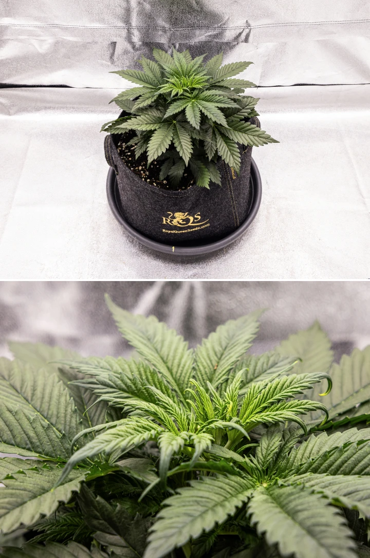 Φυτό κάνναβης Granddaddy Purple Auto κατά την εβδομάδα 3, με σταθερή βλαστική ανάπτυξη, πλήρη κόμη από υγιή φύλλα βεντάλιας και ομοιόμορφη συμπαγή δομή πριν αρχίσει η ανθοφορία.