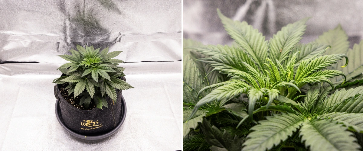 Granddaddy Purple Auto εβδομάδα 3: βλαστική ανάπτυξη Φυτό κάνναβης Granddaddy Purple Auto κατά την εβδομάδα 3, με σταθερή βλαστική ανάπτυξη, πλήρη κόμη από υγιή φύλλα βεντάλιας και ομοιόμορφη συμπαγή δομή πριν αρχίσει η ανθοφορία.