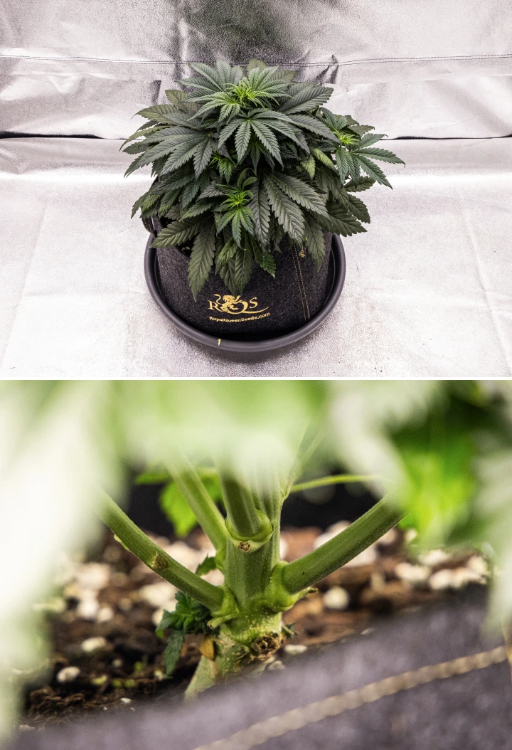 Φυτό κάνναβης Granddaddy Purple Auto κατά την εβδομάδα 4, με συμπαγή σκούρα πράσινη κόμη, ισχυρή ανάπτυξη του στελέχους και τους πρώτους λευκούς ύπερους καθώς αρχίζει η ανθοφορία.
