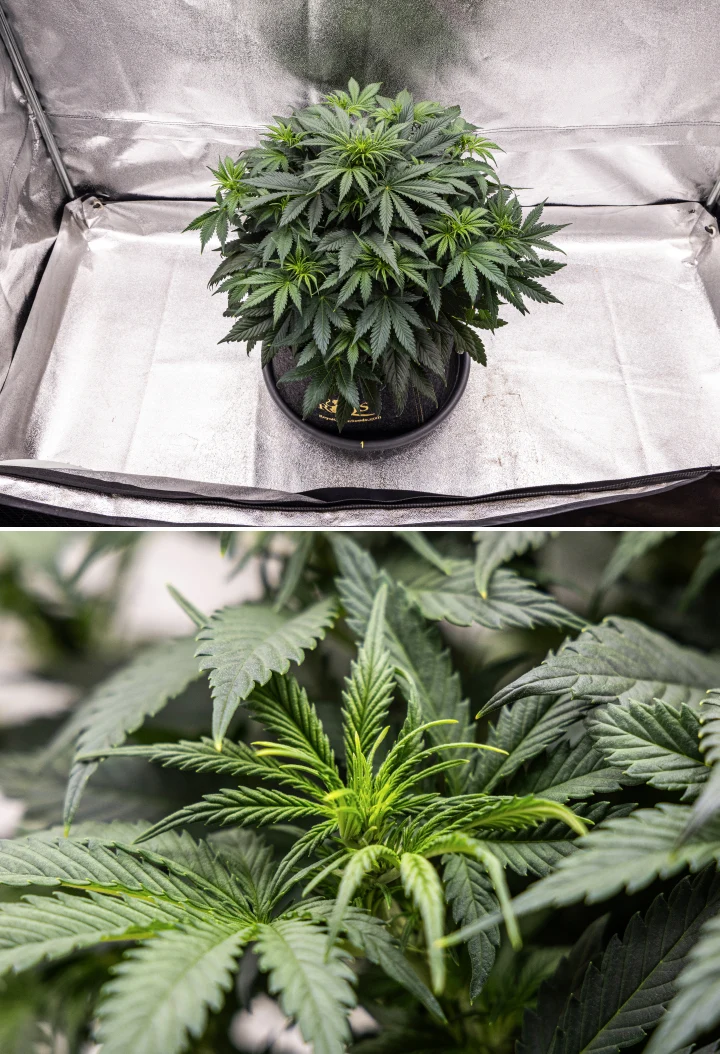 Granddaddy Purple Auto εβδομάδα 5: αρχίζει η ανθοφορία Φυτό κάνναβης Granddaddy Purple Auto κατά την εβδομάδα 5, με την έναρξη της ανθοφορίας, πυκνό σκούρο πράσινο φύλλωμα, αναπτυσσόμενα σημεία ανθών και νέα ανθική ανάπτυξη κατά μήκος των κλαδιών.