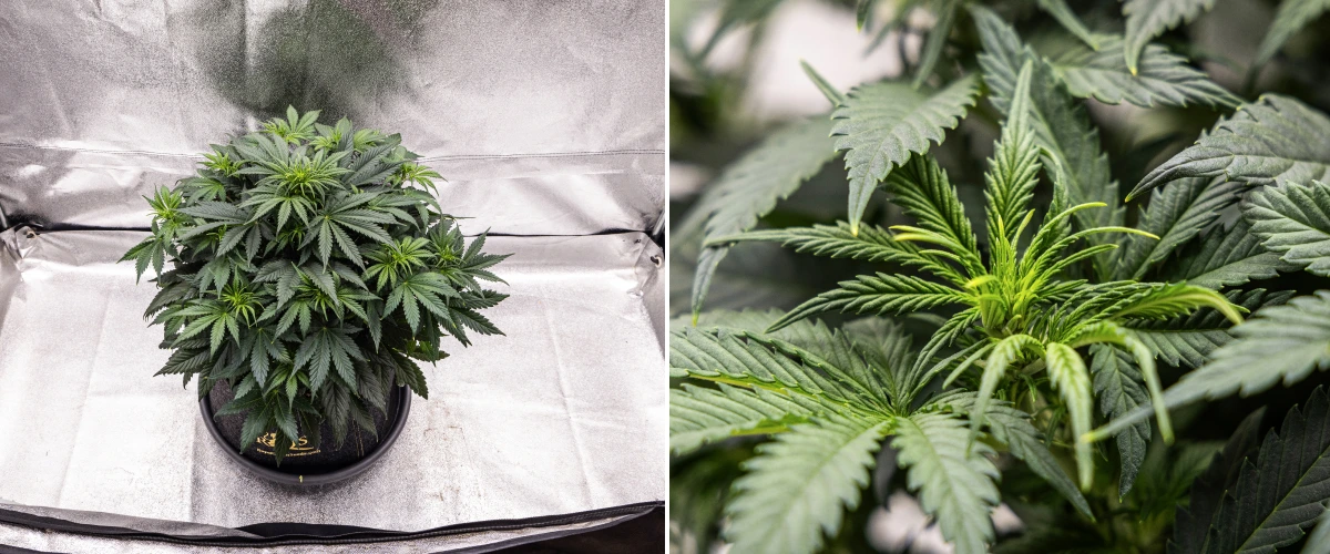 Granddaddy Purple Auto εβδομάδα 5: αρχίζει η ανθοφορία Φυτό κάνναβης Granddaddy Purple Auto κατά την εβδομάδα 5, με την έναρξη της ανθοφορίας, πυκνό σκούρο πράσινο φύλλωμα, αναπτυσσόμενα σημεία ανθών και νέα ανθική ανάπτυξη κατά μήκος των κλαδιών.