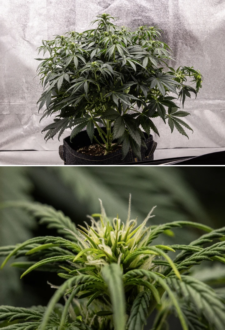 Granddaddy Purple Auto εβδομάδα 6: ανθισμένος θάμνος Φυτό κάνναβης Granddaddy Purple Auto κατά την εβδομάδα 6, με πυκνή σκούρα πράσινη ανθισμένη κόμη, θαμνώδη δομή κλαδιών, πρώιμους λευκούς ύπερους και υγιή ανάπτυξη ανθών.