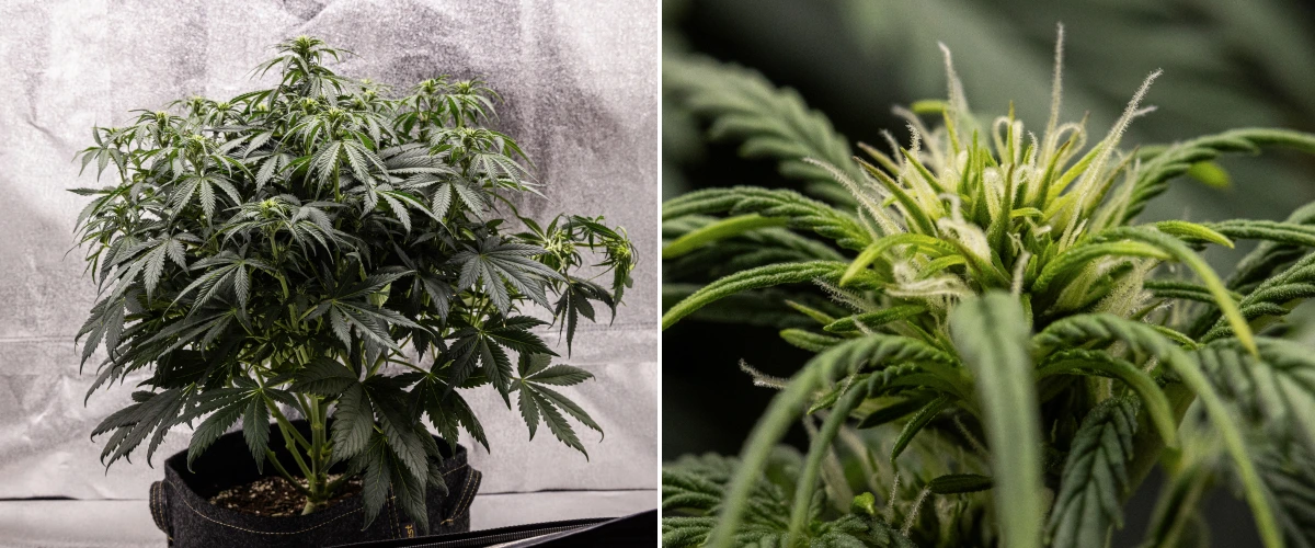 Granddaddy Purple Auto εβδομάδα 6: ανθισμένος θάμνος Φυτό κάνναβης Granddaddy Purple Auto κατά την εβδομάδα 6, με πυκνή σκούρα πράσινη ανθισμένη κόμη, θαμνώδη δομή κλαδιών, πρώιμους λευκούς ύπερους και υγιή ανάπτυξη ανθών.