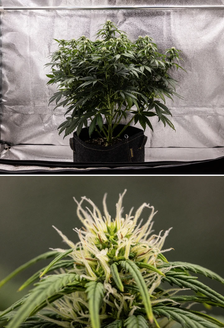 Granddaddy Purple Auto εβδομάδα 7: τα άνθη γεμίζουν Φυτό κάνναβης Granddaddy Purple Auto κατά την εβδομάδα 7, με συμπαγή θαμνώδη δομή, υγιή ανάπτυξη ανθοφορίας, άνθη που γεμίζουν και ελαφρύ κιτρίνισμα των κάτω φύλλων καθώς η ανθοφορία συνεχίζεται.