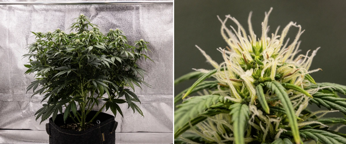 Granddaddy Purple Auto εβδομάδα 7: τα άνθη γεμίζουν Φυτό κάνναβης Granddaddy Purple Auto κατά την εβδομάδα 7, με συμπαγή θαμνώδη δομή, υγιή ανάπτυξη ανθοφορίας, άνθη που γεμίζουν και ελαφρύ κιτρίνισμα των κάτω φύλλων καθώς η ανθοφορία συνεχίζεται.