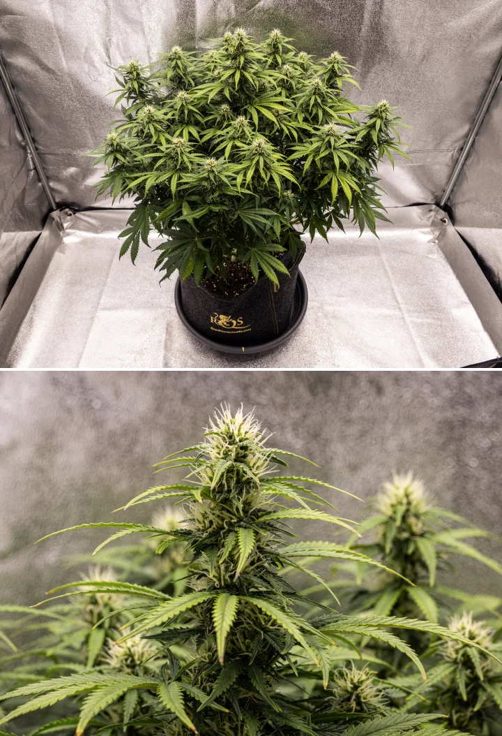 Granddaddy Purple Auto εβδομάδα 8: συμπαγής ανάπτυξη ανθών Φυτό κάνναβης Granddaddy Purple Auto κατά την εβδομάδα 8, με συμπαγή ανάπτυξη ανθών, πυκνή και γεμάτη κόμη, υγιές πράσινο φύλλωμα και χοντρές ανθισμένες colas τέσσερις εβδομάδες μέσα στην ανθοφορία.