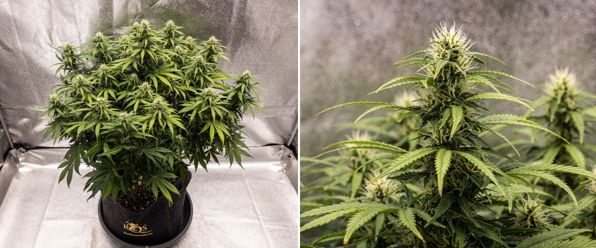Granddaddy Purple Auto εβδομάδα 8: συμπαγής ανάπτυξη ανθών Φυτό κάνναβης Granddaddy Purple Auto κατά την εβδομάδα 8, με συμπαγή ανάπτυξη ανθών, πυκνή και γεμάτη κόμη, υγιές πράσινο φύλλωμα και χοντρές ανθισμένες colas τέσσερις εβδομάδες μέσα στην ανθοφορία.