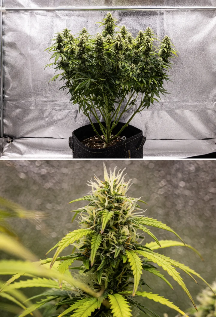 Granddaddy Purple Auto εβδομάδα 9: άνθη πλούσια σε τριχώματα Φυτό κάνναβης Granddaddy Purple Auto κατά την εβδομάδα 9, με σφιχτά άνθη πλούσια σε τριχώματα, ανθισμένα κλαδιά σαν μπουκέτο, πιο ανοιχτά πράσινα φύλλα και λαμπερές colas που πλησιάζουν την ωρίμανση.