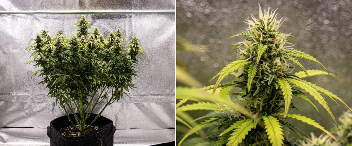 Granddaddy Purple Auto εβδομάδα 9: άνθη πλούσια σε τριχώματα Φυτό κάνναβης Granddaddy Purple Auto κατά την εβδομάδα 9, με σφιχτά άνθη πλούσια σε τριχώματα, ανθισμένα κλαδιά σαν μπουκέτο, πιο ανοιχτά πράσινα φύλλα και λαμπερές colas που πλησιάζουν την ωρίμανση.