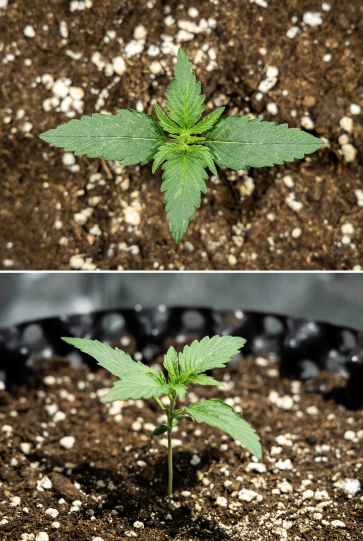Grow report Hyperion F1: εβδομάδα 1, ανάπτυξη σπορόφυτου Σπορόφυτο κάνναβης Hyperion F1 κατά την 1η εβδομάδα του grow report, δείχνοντας πρώιμη βλαστική ανάπτυξη, υγιή πράσινα φύλλα, ανάπτυξη δυνατού στελέχους και χώμα πλούσιο σε περλίτη.