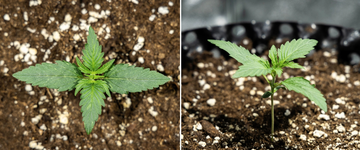Grow report Hyperion F1: εβδομάδα 1, ανάπτυξη σπορόφυτου Σπορόφυτο κάνναβης Hyperion F1 κατά την 1η εβδομάδα του grow report, δείχνοντας πρώιμη βλαστική ανάπτυξη, υγιή πράσινα φύλλα, ανάπτυξη δυνατού στελέχους και χώμα πλούσιο σε περλίτη.