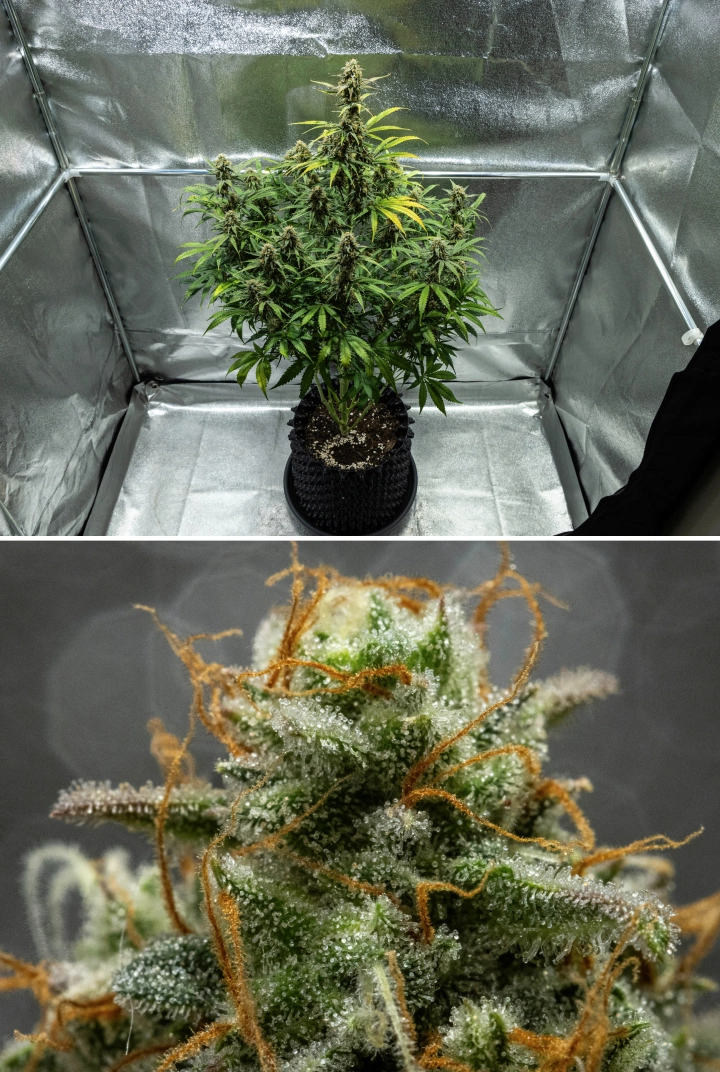 Grow report Hyperion F1: εβδομάδα 10, άνθη έτοιμα για συγκομιδή Φυτό κάνναβης Hyperion F1 κατά τη 10η εβδομάδα του grow report, δείχνοντας ρητινώδη άνθη έτοιμα για συγκομιδή, παγωμένη κάλυψη τριχωμάτων, πορτοκαλί ύπερους, φύλλα που ξεθωριάζουν και τελική ωρίμανση μέσα σε τέντα καλλιέργειας.