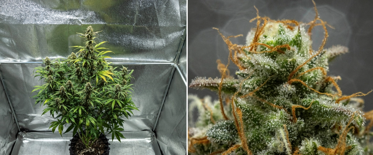 Grow report Hyperion F1: εβδομάδα 10, άνθη έτοιμα για συγκομιδή Φυτό κάνναβης Hyperion F1 κατά τη 10η εβδομάδα του grow report, δείχνοντας ρητινώδη άνθη έτοιμα για συγκομιδή, παγωμένη κάλυψη τριχωμάτων, πορτοκαλί ύπερους, φύλλα που ξεθωριάζουν και τελική ωρίμανση μέσα σε τέντα καλλιέργειας.