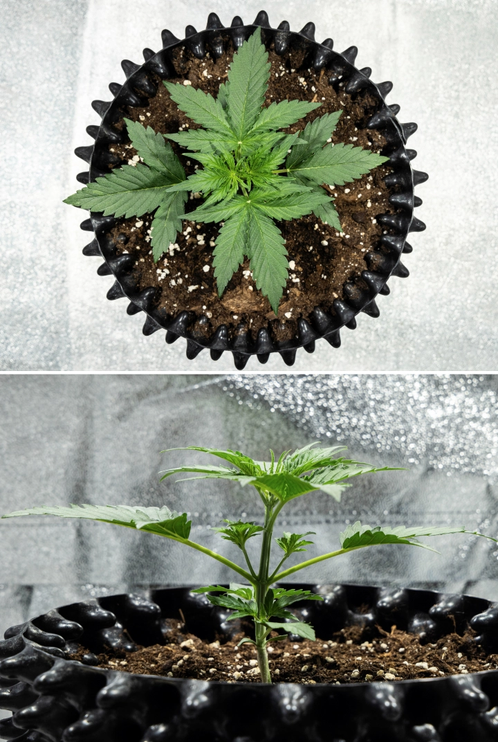 Grow report Hyperion F1: εβδομάδα 2, γρήγορη βλαστική ανάπτυξη Φυτό κάνναβης Hyperion F1 κατά τη 2η εβδομάδα του grow report, δείχνοντας γρήγορη βλαστική ανάπτυξη, υγιές πράσινο φύλλωμα, αναπτυσσόμενα κλαδιά, στιβαρή δομή στελέχους και μαύρο air pot.