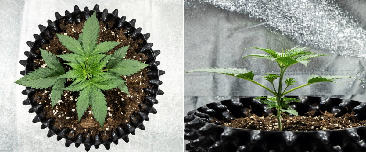 Grow report Hyperion F1: εβδομάδα 2, γρήγορη βλαστική ανάπτυξη Φυτό κάνναβης Hyperion F1 κατά τη 2η εβδομάδα του grow report, δείχνοντας γρήγορη βλαστική ανάπτυξη, υγιές πράσινο φύλλωμα, αναπτυσσόμενα κλαδιά, στιβαρή δομή στελέχους και μαύρο air pot.