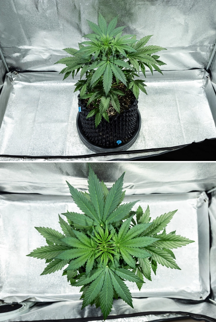 Grow report Hyperion F1: εβδομάδα 3, ανάπτυξη πριν την ανθοφορία Φυτό κάνναβης Hyperion F1 κατά την 3η εβδομάδα του grow report, δείχνοντας ζωηρή βλαστική ανάπτυξη, πυκνό πράσινο φύλλωμα, δυνατή διακλάδωση, πλατιά φύλλα βεντάλιας και υγιή θόλο μέσα σε τέντα καλλιέργειας.