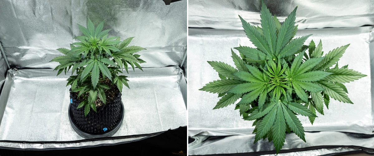 Grow report Hyperion F1: εβδομάδα 3, ανάπτυξη πριν την ανθοφορία Φυτό κάνναβης Hyperion F1 κατά την 3η εβδομάδα του grow report, δείχνοντας ζωηρή βλαστική ανάπτυξη, πυκνό πράσινο φύλλωμα, δυνατή διακλάδωση, πλατιά φύλλα βεντάλιας και υγιή θόλο μέσα σε τέντα καλλιέργειας.