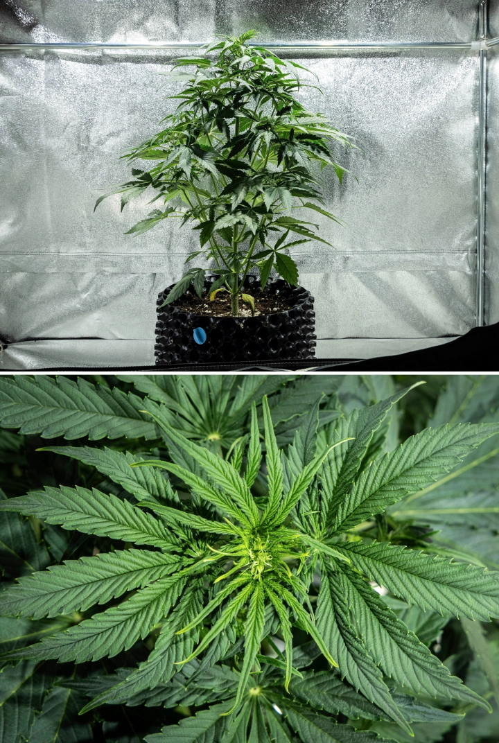Grow report Hyperion F1: εβδομάδα 4, πρώιμη ανθοφορία Φυτό κάνναβης Hyperion F1 κατά την 4η εβδομάδα του grow report, δείχνοντας πρώιμη ανάπτυξη ανθοφορίας, έντονο κάθετο τέντωμα, υγιές πράσινο φύλλωμα, αναπτυσσόμενα σημεία ανθοφορίας και ζωηρή δομή μέσα σε τέντα καλλιέργειας.