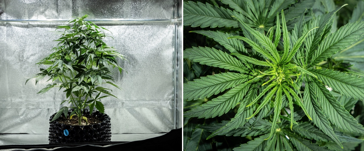 Grow report Hyperion F1: εβδομάδα 4, πρώιμη ανθοφορία Φυτό κάνναβης Hyperion F1 κατά την 4η εβδομάδα του grow report, δείχνοντας πρώιμη ανάπτυξη ανθοφορίας, έντονο κάθετο τέντωμα, υγιές πράσινο φύλλωμα, αναπτυσσόμενα σημεία ανθοφορίας και ζωηρή δομή μέσα σε τέντα καλλιέργειας.