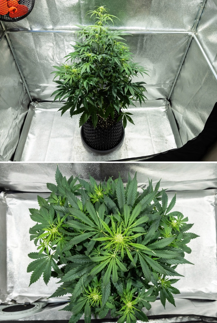 Grow report Hyperion F1: εβδομάδα 5, τέντωμα στην ανθοφορία Φυτό κάνναβης Hyperion F1 κατά την 5η εβδομάδα του grow report, δείχνοντας έντονο τέντωμα στην ανθοφορία, πυκνό πράσινο φύλλωμα, πολλαπλά αναπτυσσόμενα σημεία ανθοφορίας, ζωηρή διακλάδωση και γεμάτο θόλο μέσα σε τέντα καλλιέργειας.