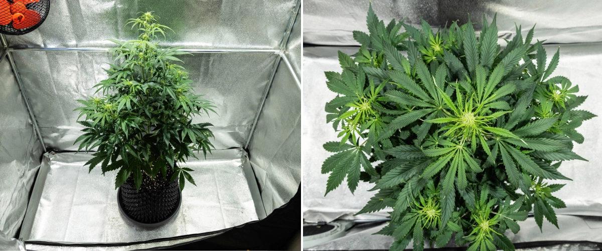 Grow report Hyperion F1: εβδομάδα 5, τέντωμα στην ανθοφορία Φυτό κάνναβης Hyperion F1 κατά την 5η εβδομάδα του grow report, δείχνοντας έντονο τέντωμα στην ανθοφορία, πυκνό πράσινο φύλλωμα, πολλαπλά αναπτυσσόμενα σημεία ανθοφορίας, ζωηρή διακλάδωση και γεμάτο θόλο μέσα σε τέντα καλλιέργειας.