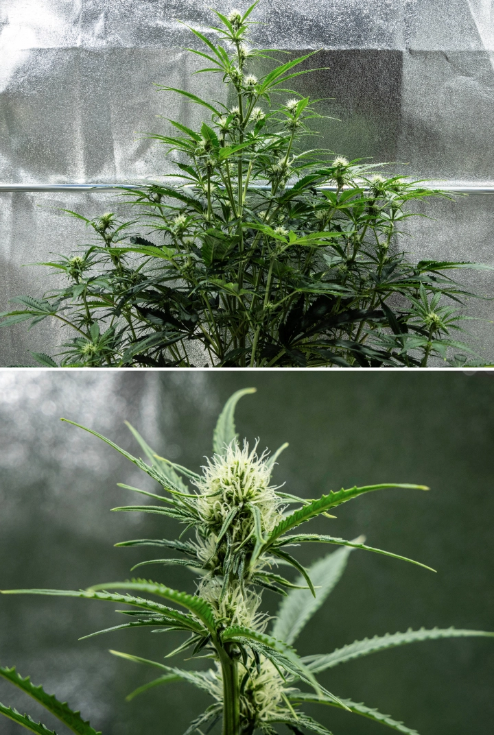 Grow report Hyperion F1: εβδομάδα 6, ρητινώδη άνθη Φυτό κάνναβης Hyperion F1 κατά την 6η εβδομάδα του grow report, δείχνοντας ψηλή ανθισμένη ανάπτυξη, ανάπτυξη ρητινωδών ανθών, φρέσκους λευκούς ύπερους, δυνατή διακλάδωση και υγιές πράσινο φύλλωμα μέσα σε τέντα καλλιέργειας.