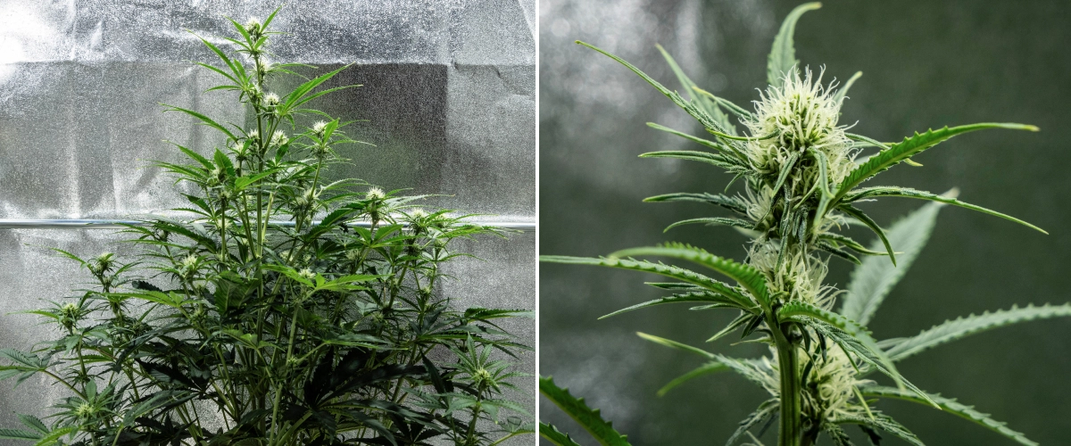 Grow report Hyperion F1: εβδομάδα 6, ρητινώδη άνθη Φυτό κάνναβης Hyperion F1 κατά την 6η εβδομάδα του grow report, δείχνοντας ψηλή ανθισμένη ανάπτυξη, ανάπτυξη ρητινωδών ανθών, φρέσκους λευκούς ύπερους, δυνατή διακλάδωση και υγιές πράσινο φύλλωμα μέσα σε τέντα καλλιέργειας.