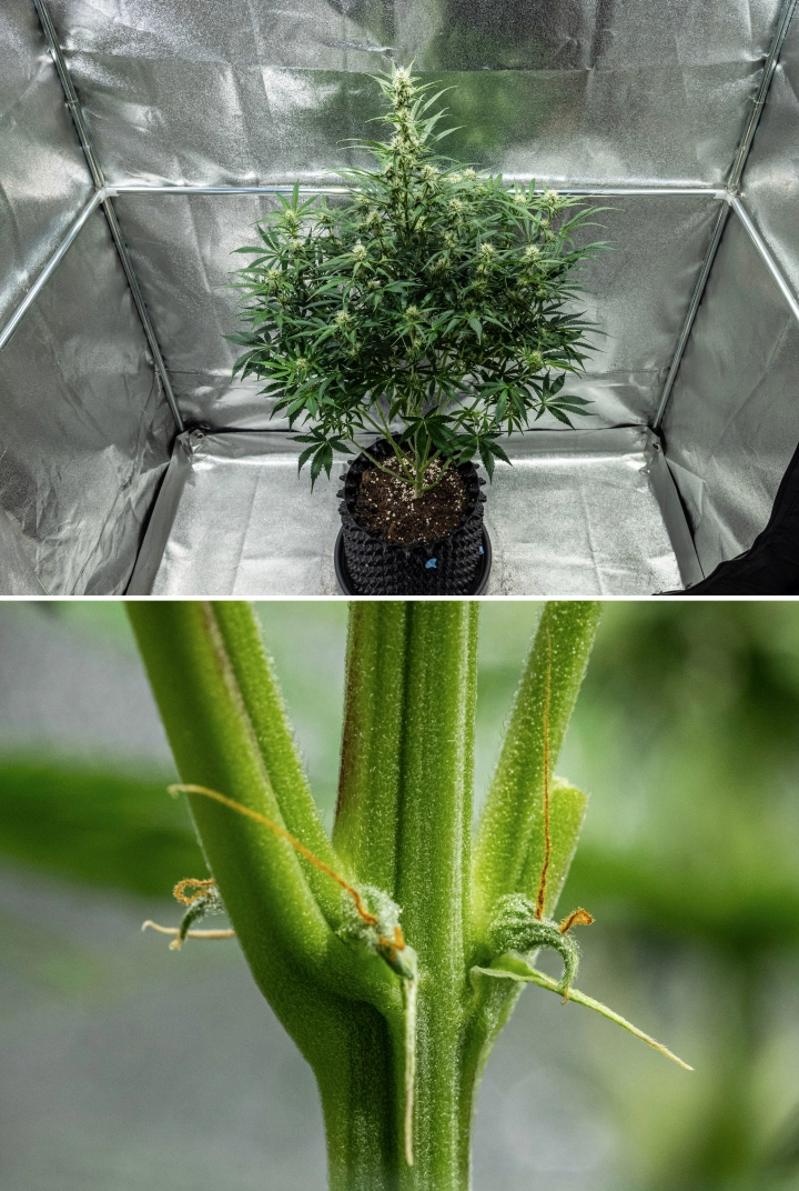Grow report Hyperion F1: εβδομάδα 7, έλλειψη CalMag Φυτό κάνναβης Hyperion F1 κατά την 7η εβδομάδα του grow report, δείχνοντας ψηλή ανθισμένη ανάπτυξη, αναπτυσσόμενα ρητινώδη άνθη, πρώιμους πορτοκαλί ύπερους, δυνατά στελέχη και ορατά συμπτώματα έλλειψης CalMag μέσα σε τέντα καλλιέργειας.