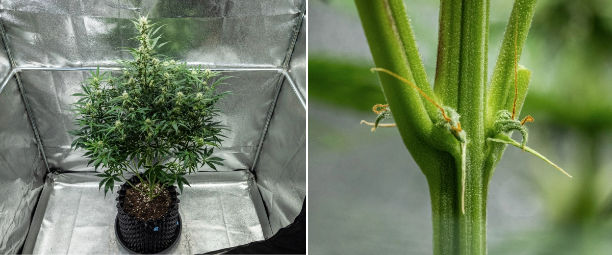 Grow report Hyperion F1: εβδομάδα 7, έλλειψη CalMag Φυτό κάνναβης Hyperion F1 κατά την 7η εβδομάδα του grow report, δείχνοντας ψηλή ανθισμένη ανάπτυξη, αναπτυσσόμενα ρητινώδη άνθη, πρώιμους πορτοκαλί ύπερους, δυνατά στελέχη και ορατά συμπτώματα έλλειψης CalMag μέσα σε τέντα καλλιέργειας.