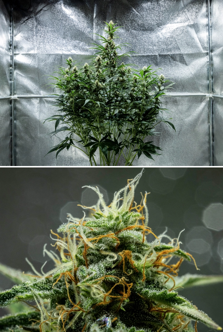 Grow report Hyperion F1: εβδομάδα 8, κολλώδη ρητινώδη άνθη Φυτό κάνναβης Hyperion F1 κατά την 8η εβδομάδα του grow report, δείχνοντας κολλώδη ρητινώδη άνθη, παγωμένη κάλυψη τριχωμάτων, πορτοκαλί και λευκούς ύπερους, ψηλές ανθισμένες colas και ανάπτυξη όψιμης ανθοφορίας μέσα σε τέντα καλλιέργειας.