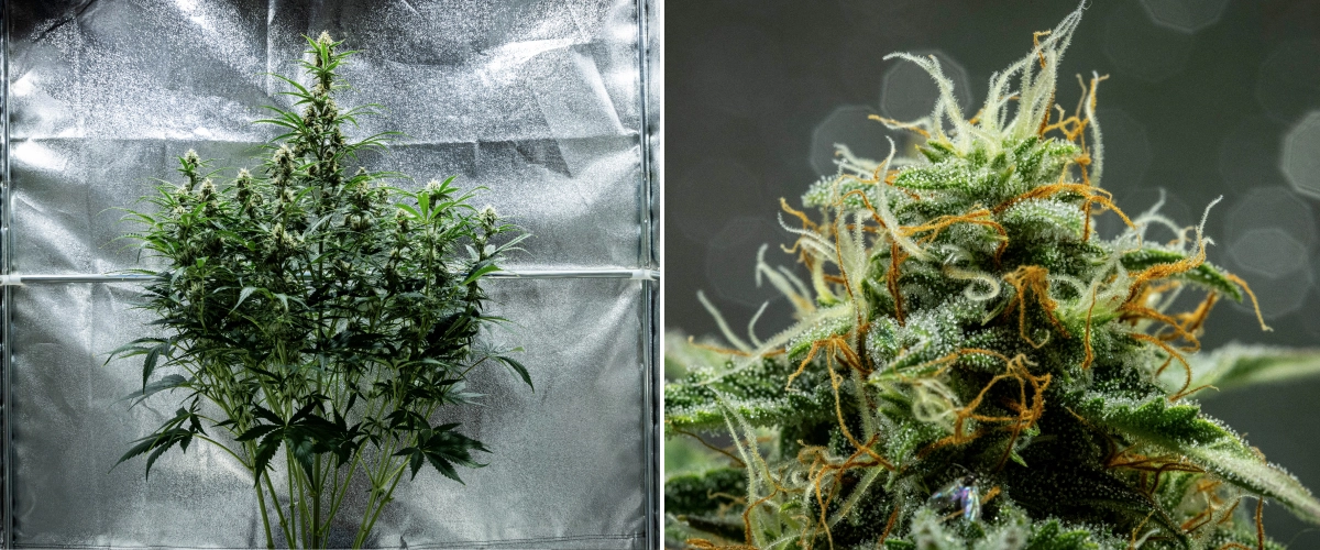 Grow report Hyperion F1: εβδομάδα 8, κολλώδη ρητινώδη άνθη Φυτό κάνναβης Hyperion F1 κατά την 8η εβδομάδα του grow report, δείχνοντας κολλώδη ρητινώδη άνθη, παγωμένη κάλυψη τριχωμάτων, πορτοκαλί και λευκούς ύπερους, ψηλές ανθισμένες colas και ανάπτυξη όψιμης ανθοφορίας μέσα σε τέντα καλλιέργειας.