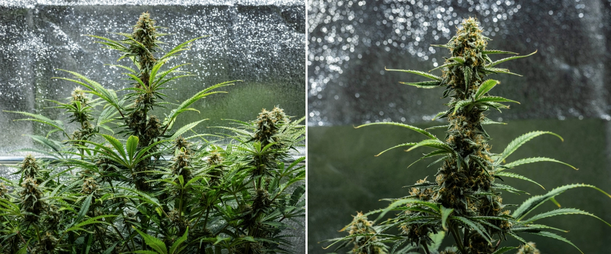 Grow report Hyperion F1: εβδομάδα 9, τελική ωρίμανση Φυτό κάνναβης Hyperion F1 κατά την 9η εβδομάδα του grow report, δείχνοντας ώριμες ανθισμένες colas, ρητινώδη άνθη, πορτοκαλί ύπερους, φύλλα που ξεθωριάζουν και τελική ωρίμανση μέσα σε τέντα καλλιέργειας.