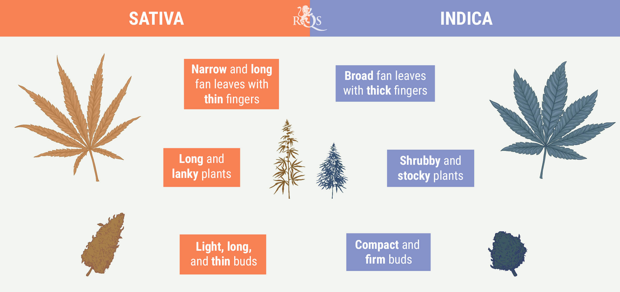 Sativa vs Indica Sativa vs Indica