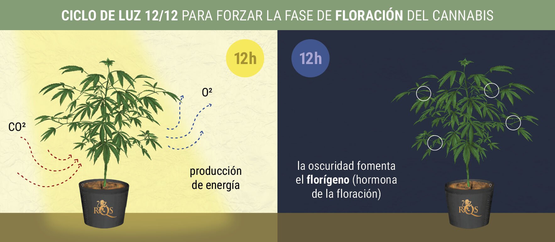 ¿Cuándo comienza la fase de floración fotoperiódica? ¿Cuándo comienza la fase de floración fotoperiódica?