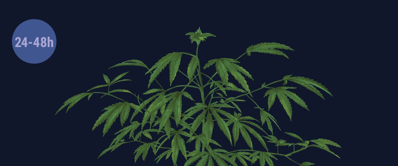 Provoca un shock a las plantas con la oscuridad Provoca un shock a las plantas con la oscuridad