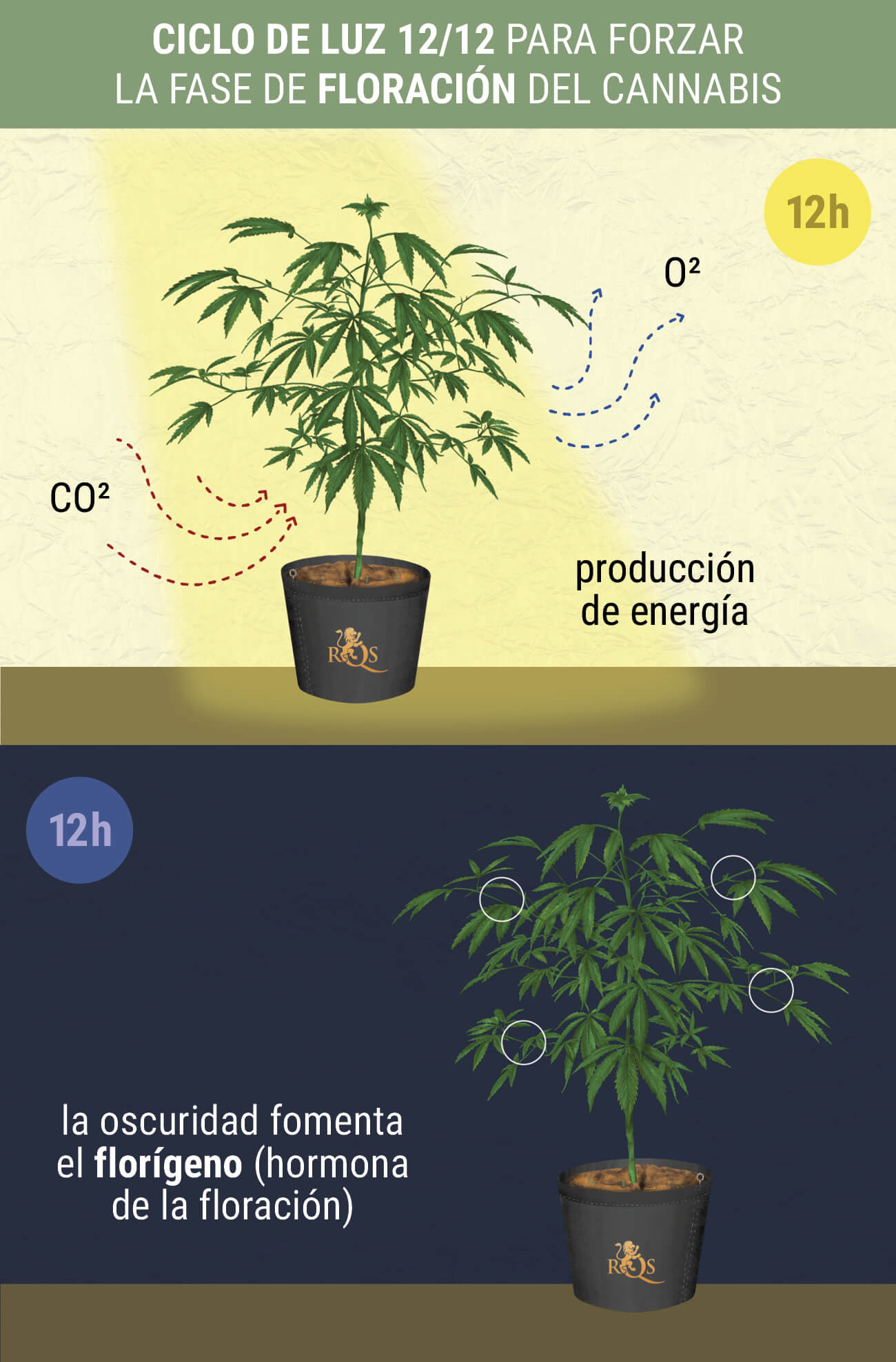 ¿Cuándo comienza la fase de floración fotoperiódica? ¿Cuándo comienza la fase de floración fotoperiódica?