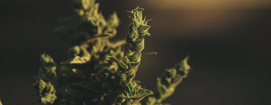 What Is Foxtailing Weed? What Is Foxtailing Weed?