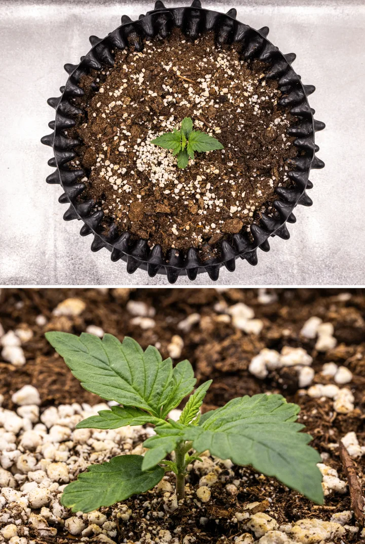 Φυτό κάνναβης NYC Sour Diesel Auto στην 1η εβδομάδα βλαστικής ανάπτυξης, με συμπαγή υγιή φύλλα, πρώιμη διακλάδωση και αργή αλλά σταθερή ανάπτυξη κάτω από φως LED