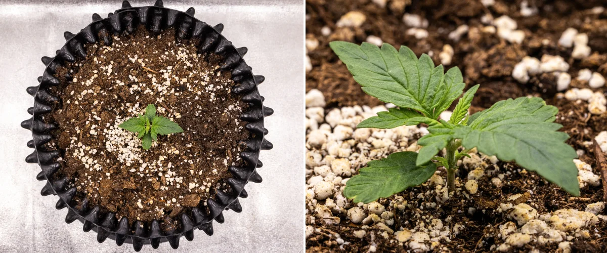 Φυτό κάνναβης NYC Sour Diesel Auto στην 1η εβδομάδα βλαστικής ανάπτυξης, με συμπαγή υγιή φύλλα, πρώιμη διακλάδωση και αργή αλλά σταθερή ανάπτυξη κάτω από φως LED