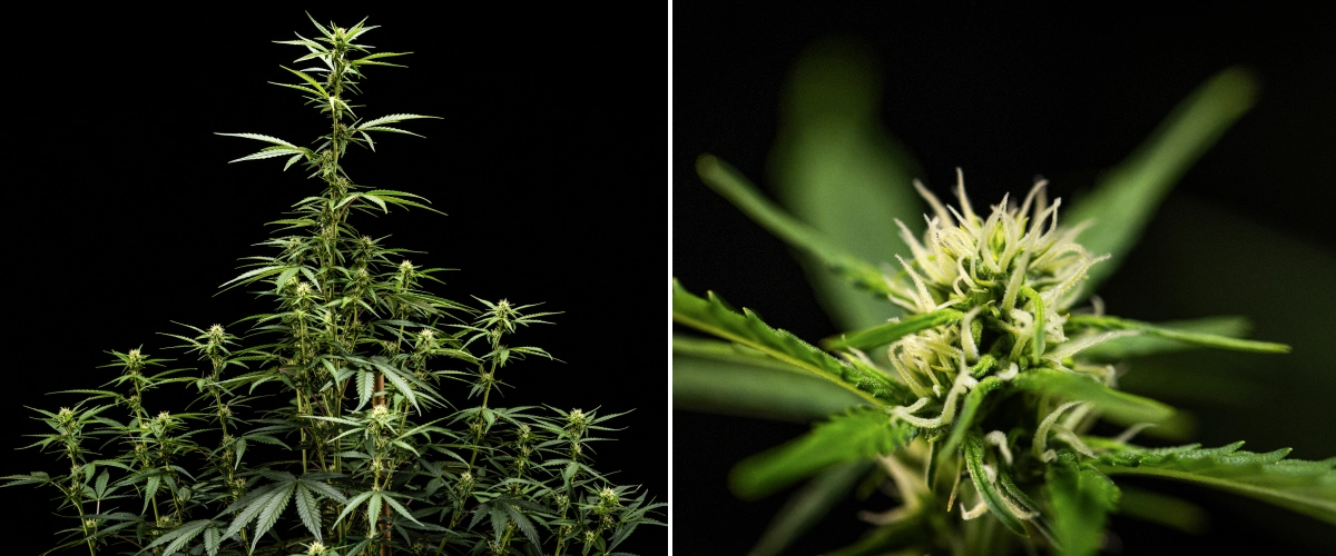 Φυτό κάνναβης NYC Sour Diesel Auto στην 5η εβδομάδα ανθοφορίας, με ύψος περίπου 120 cm, συνεχές τέντωμα, αναπτυσσόμενες θέσεις ανθών σε όλη την κόμη και σταθερό σχηματισμό λουλουδιών εκτός της σκηνής καλλιέργειας