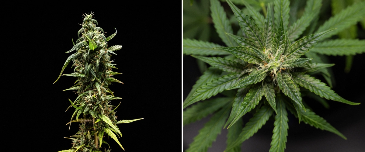 Φυτό κάνναβης NYC Sour Diesel Auto στην 8η εβδομάδα ανθοφορίας με γαλακτώδη τριχώματα, συμπαγή αρωματικά άνθη, έντονη παραγωγή ρητίνης και μια ελαφρώς λιγότερο ώριμη κορυφαία cola κοντά στη συγκομιδή